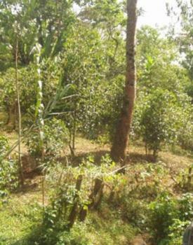 Gebrand Ethiopia Arabica, Washed, Mocca, Wild Grown Forest Coffee