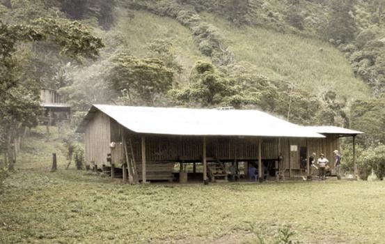 Wildkaffee Peru Finca Rosenheim